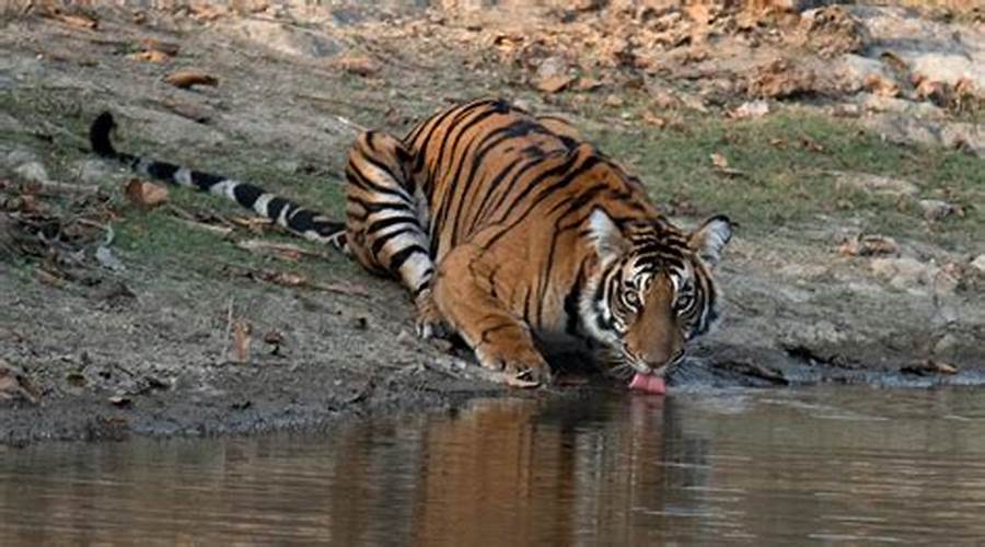 Kalakad Mundanthurai Tiger Reserve